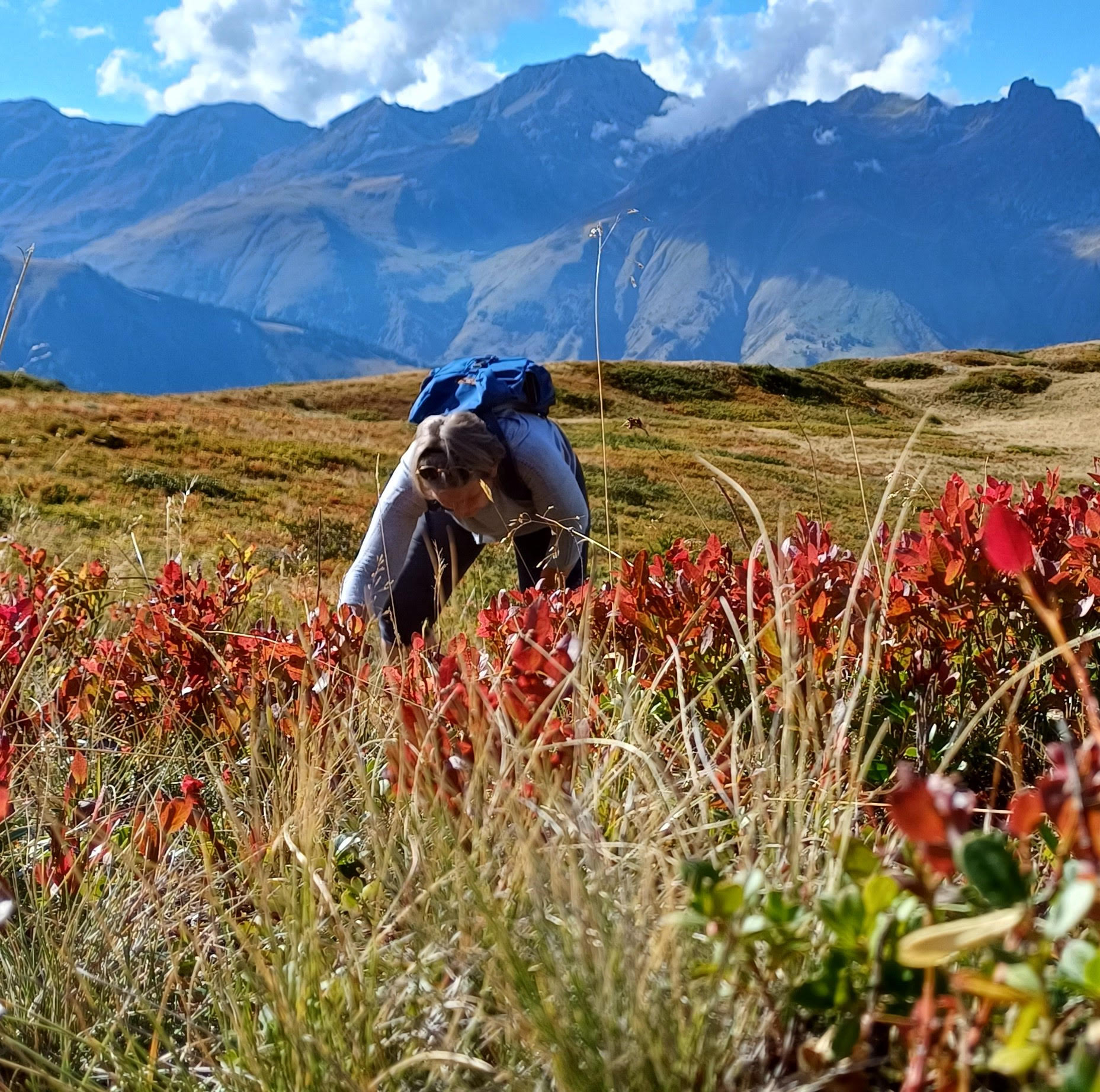 Bremer Mietköchin bei der Sammlung von Blaubeeren in den französischen Alpen